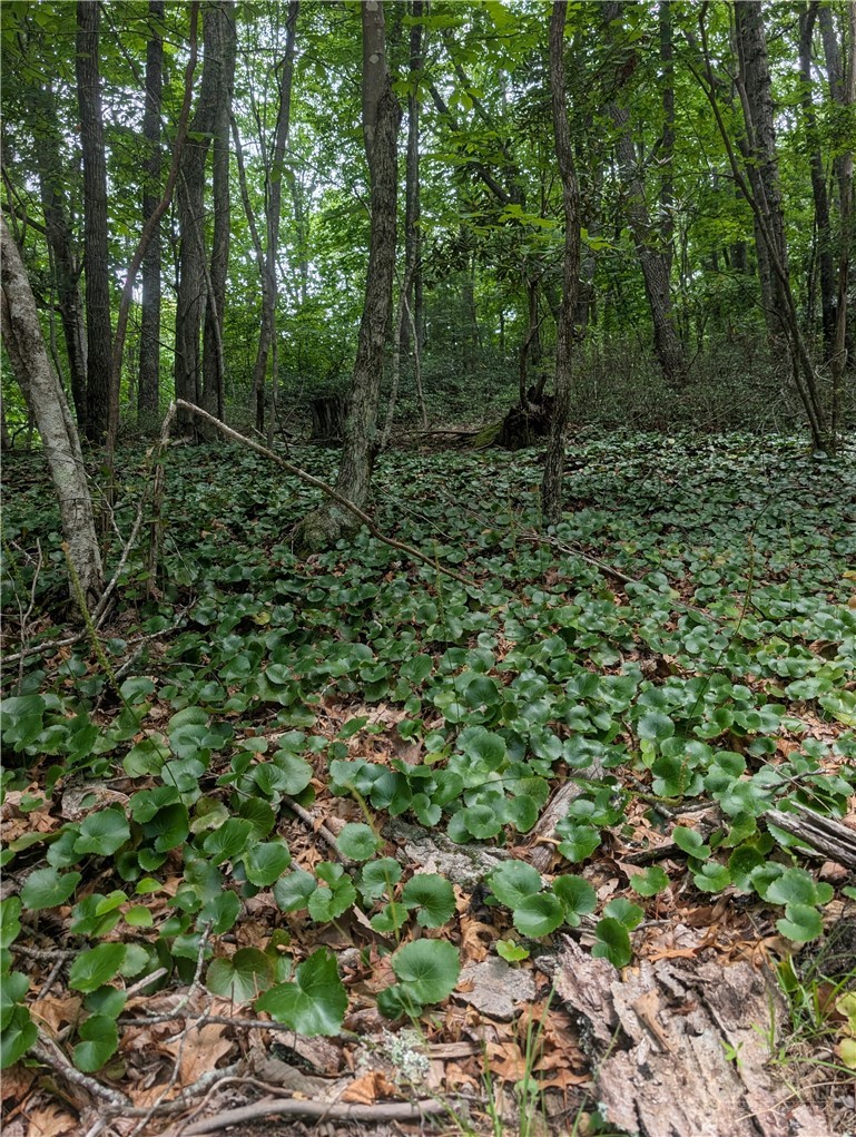 Tbd Rocky Mountain Road Property Photo 1