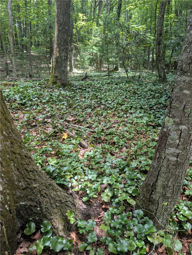 Tbd Rocky Mountain Road Property Photo 5