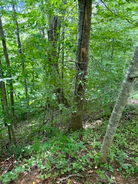 Lot 19 Clear Waters Edge Estate Property Photo 6