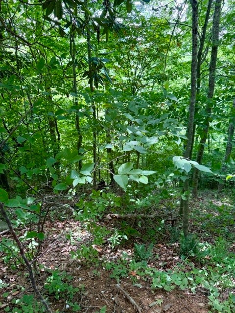 Lot 19 Clear Waters Edge Estate Property Photo 7
