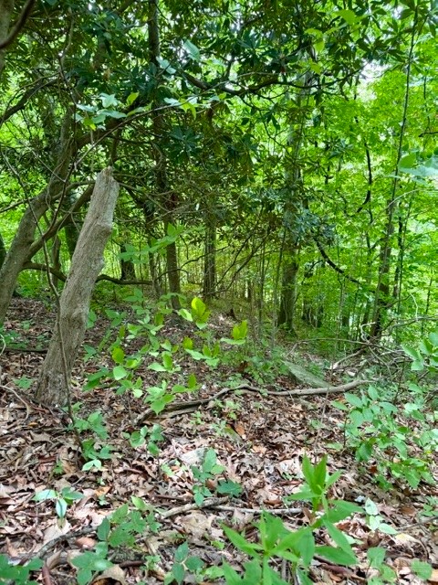 Lot 19 Clear Waters Edge Estate Property Photo 9