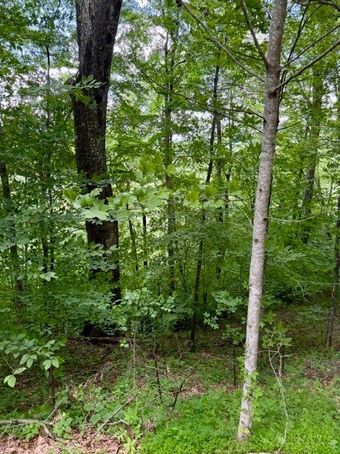 Lot 19 Clear Waters Edge Estate Property Photo 11