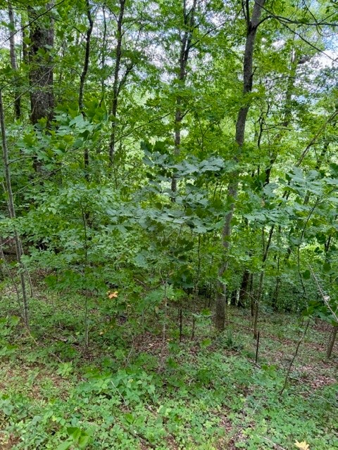 Lot 19 Clear Waters Edge Estate Property Photo 12