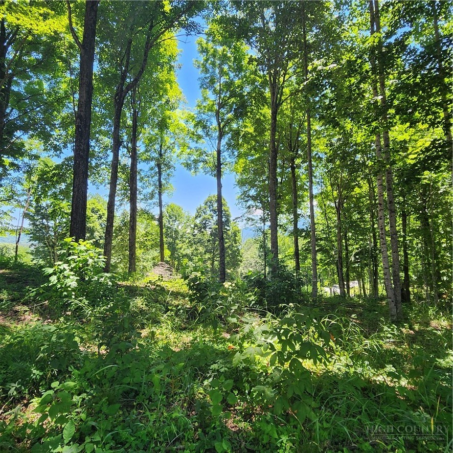 Tbd (lot#9) Bear Paw Road Property Photo 9