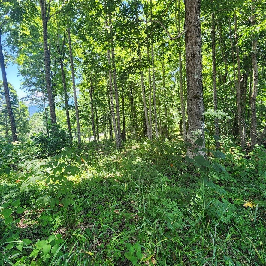 Tbd (lot#9) Bear Paw Road Property Photo 10