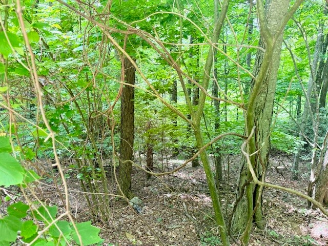 Lot 17 Savannah Drive Property Photo 3