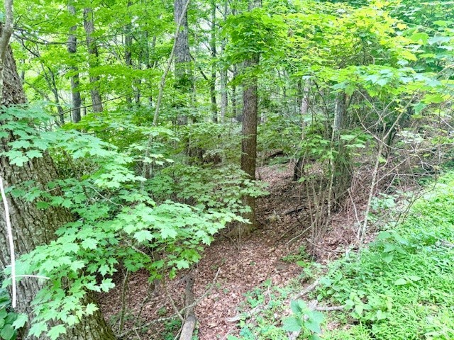 Lot 17 Savannah Drive Property Photo 4