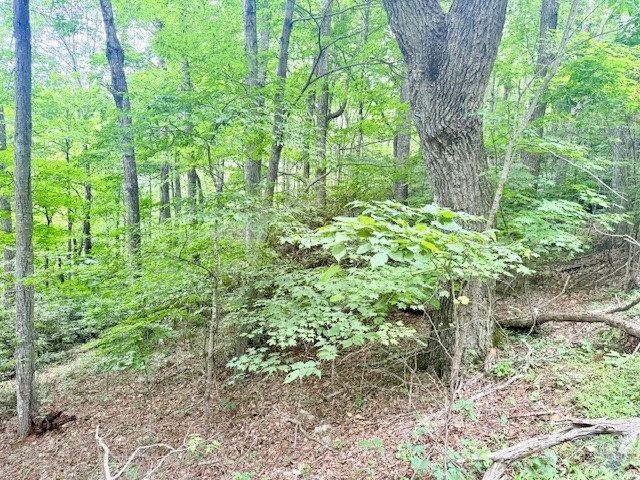 Lot 17 Savannah Drive Property Photo 6
