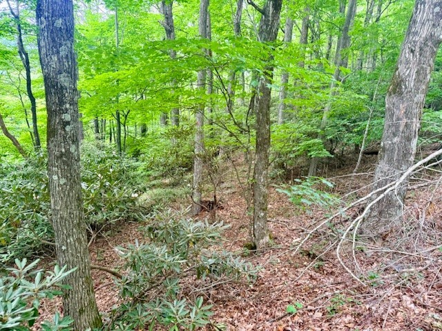 Lot 17 Savannah Drive Property Photo 7