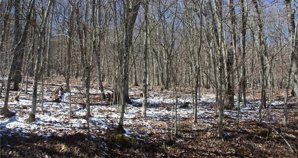 Tbd Junaluska Road Property Photo 3