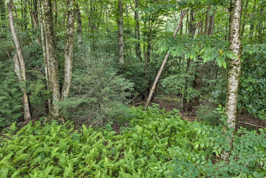 Tbd Featherwood Trail Property Photo 27