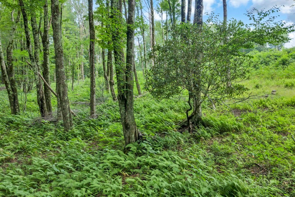 Tbd Featherwood Trail Property Photo 28