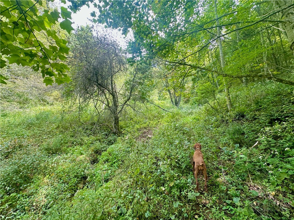 Tbd Old Anderson Quarry Road Property Photo 17