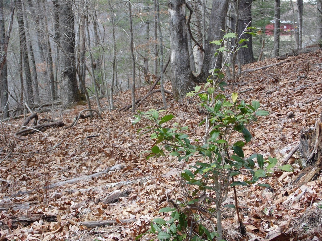 Tbd Happy Woods Drive Property Photo 11