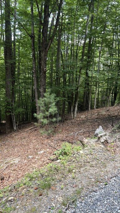 141 Sassafrass Road Property Photo 3