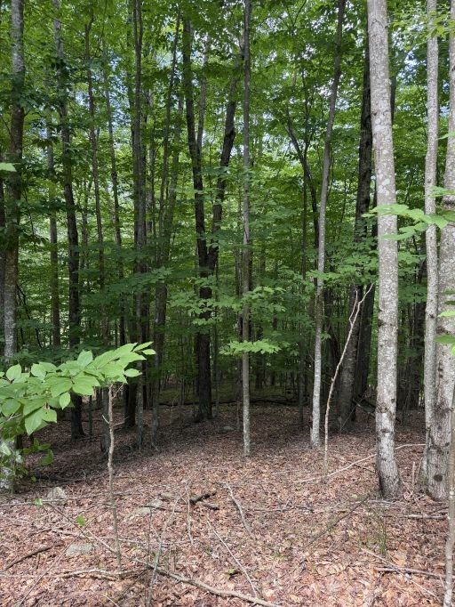 141 Sassafrass Road Property Photo 8