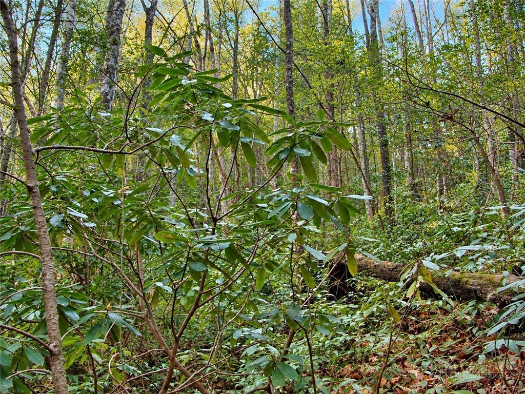 1166 Deer Crossing Lane Property Photo 3