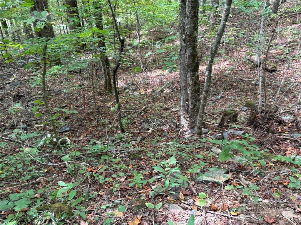 Lots 22,23,32,& 33 Marta Lane Property Photo 15