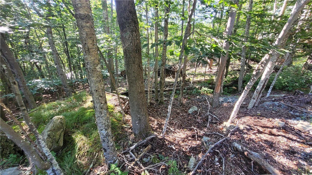 112 Upper Snowbird Trail Property Photo 6