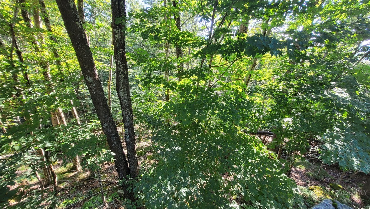 112 Upper Snowbird Trail Property Photo 7