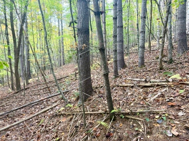Tbd E Weaver Ford Road Property Photo 13