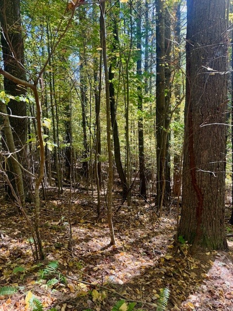 Lot 33 Woodland Valley Road Property Photo 14