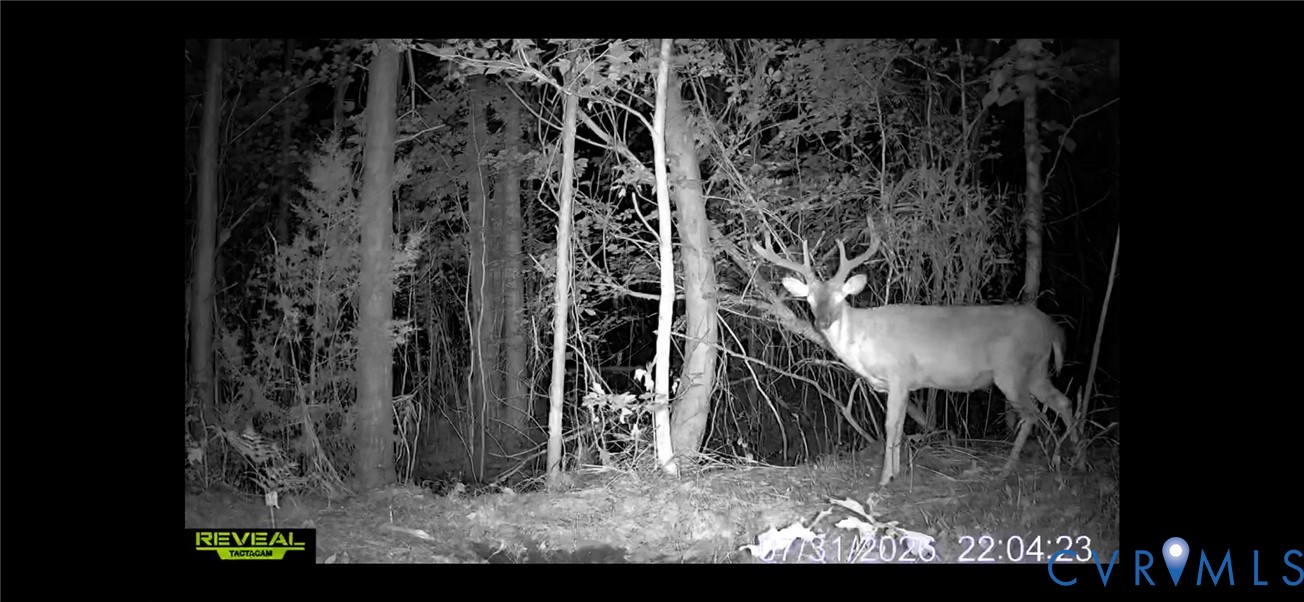 663.8 Acres Peach Road Property Photo 5