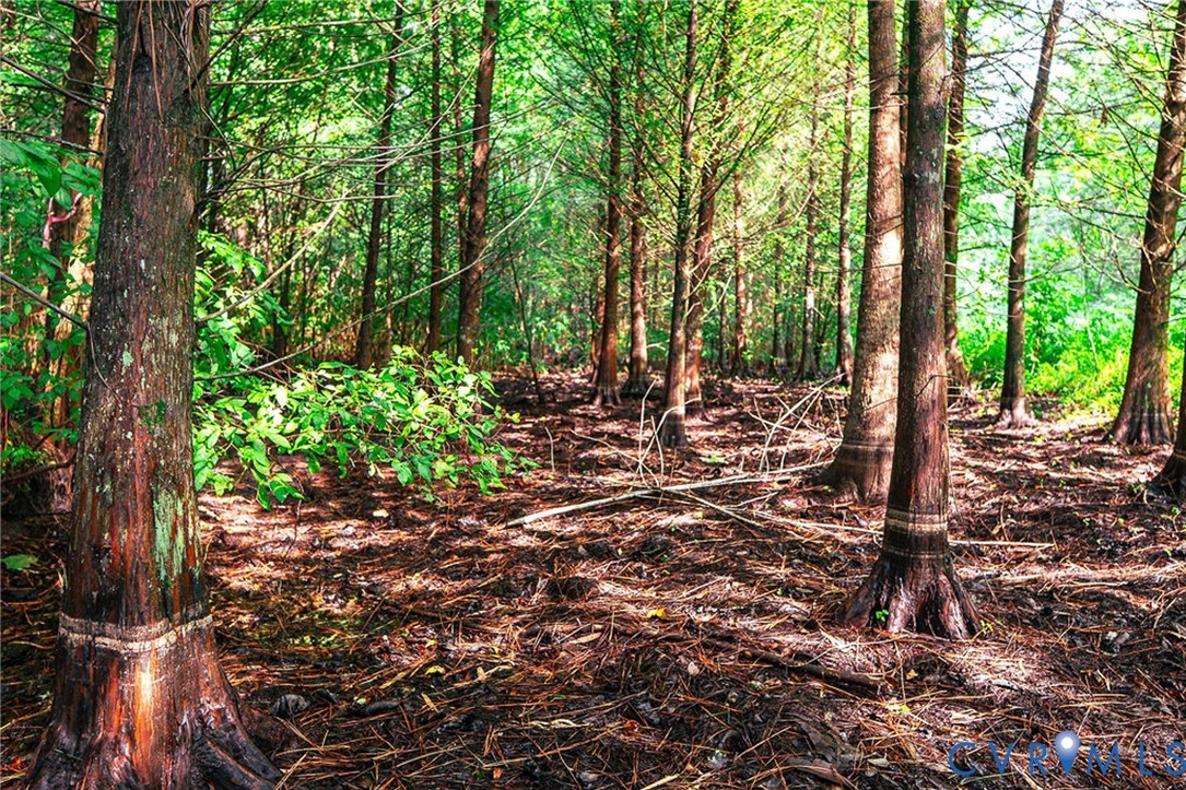 663.8 Acres Peach Road Property Photo 9