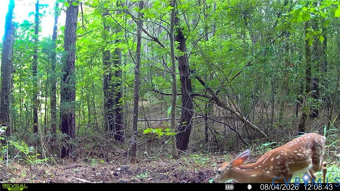 663.8 Acres Peach Road Property Photo 10