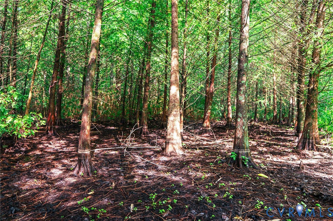 663.8 Acres Peach Road Property Photo 14