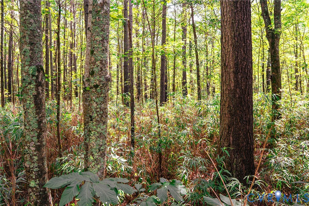 663.8 Acres Peach Road Property Photo 38