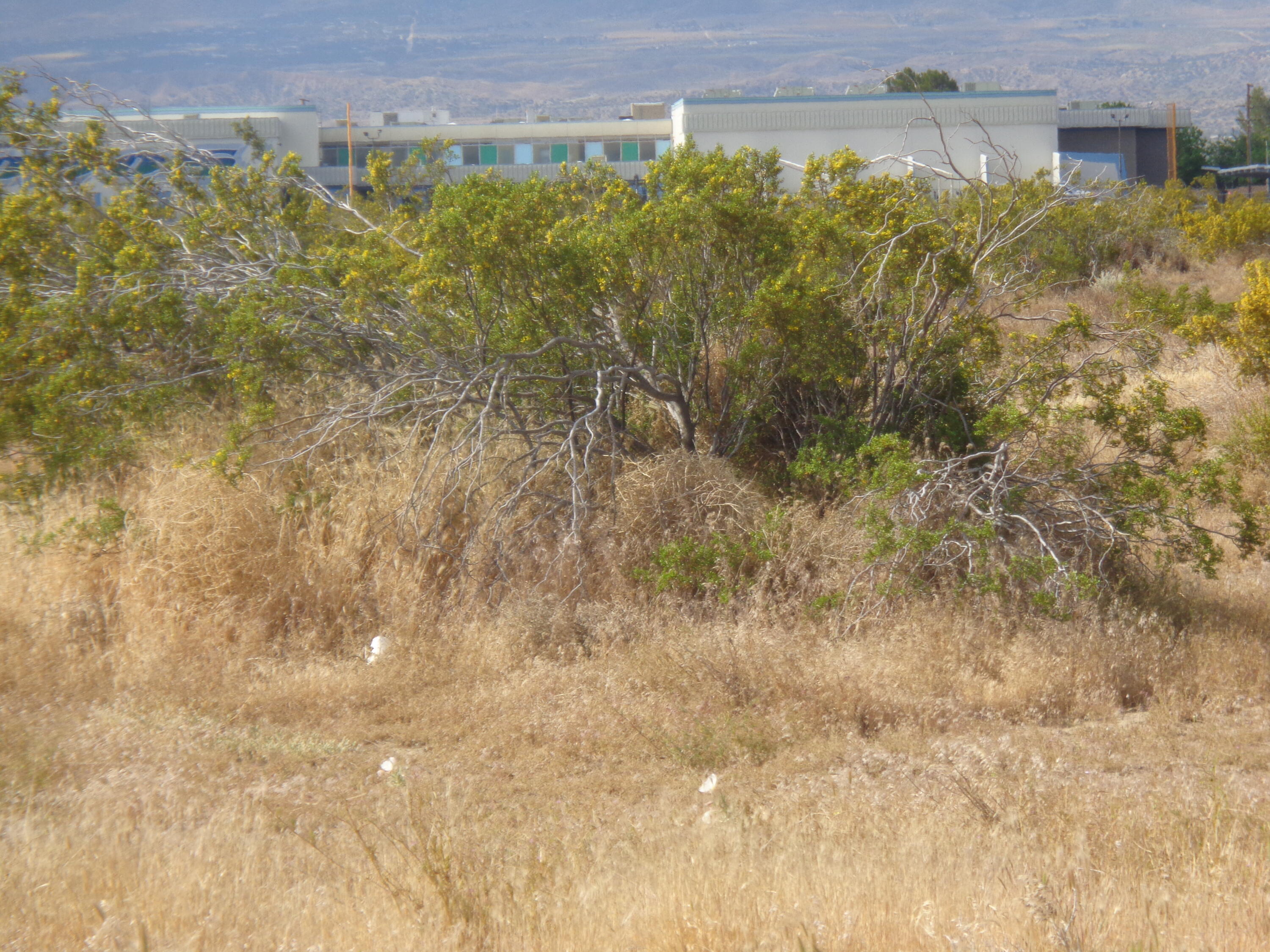 108th Ste Palmdale Blvd Property Photo 4