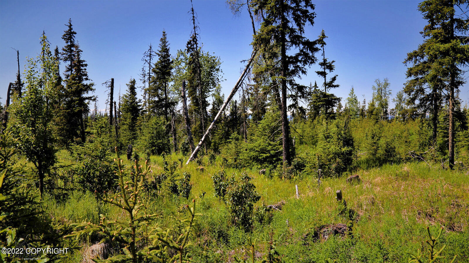 D23 Alaskan Wildwood Ranch(r) Property Photo 14