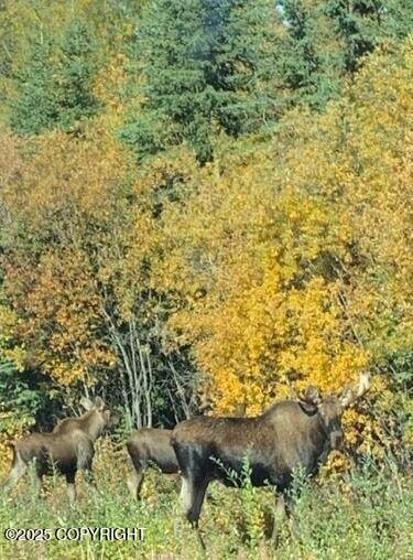 Mile 188.2 Glenn Highway Property Photo 8