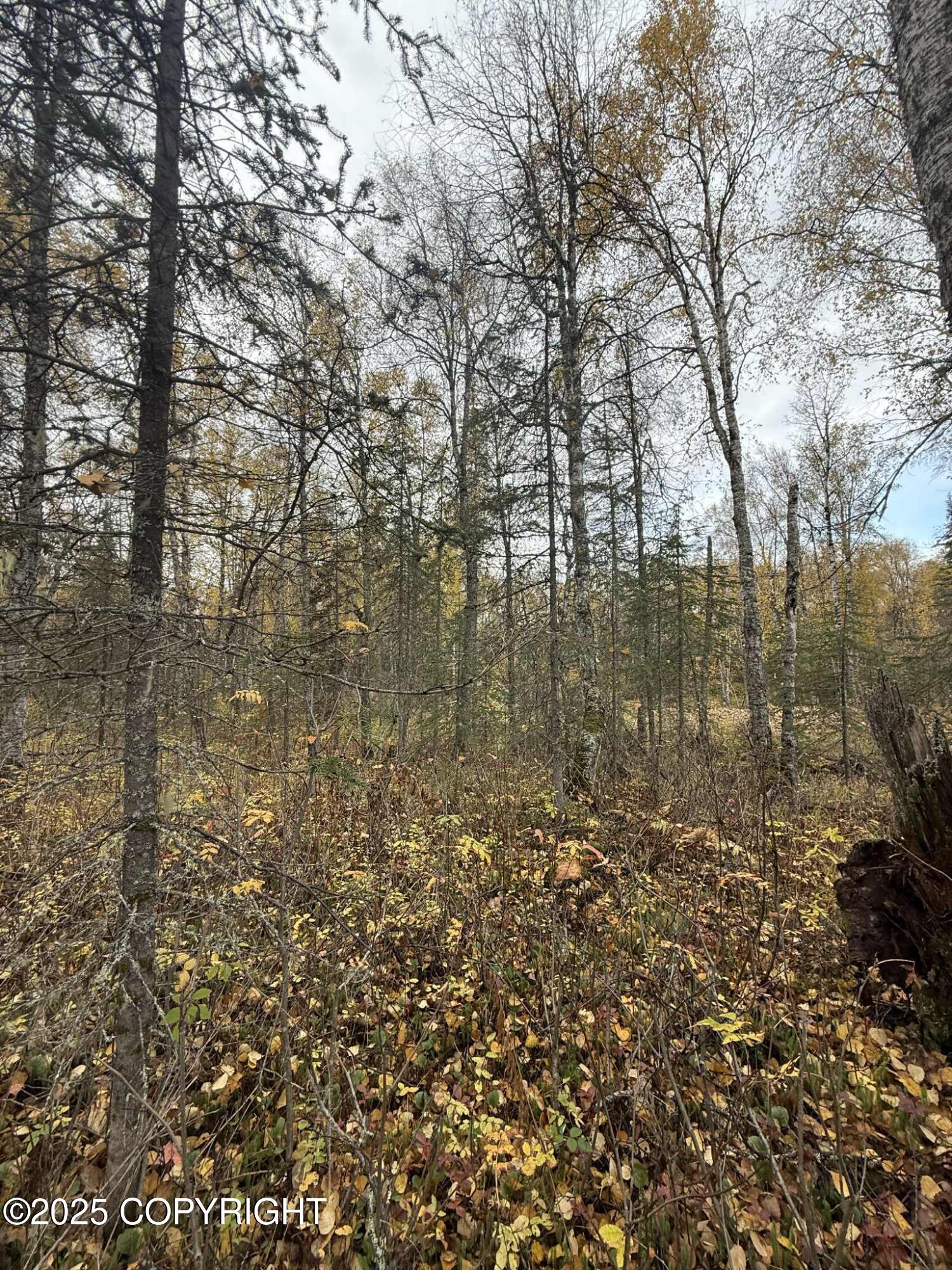 L3 S Lupine Circle Property Photo 6