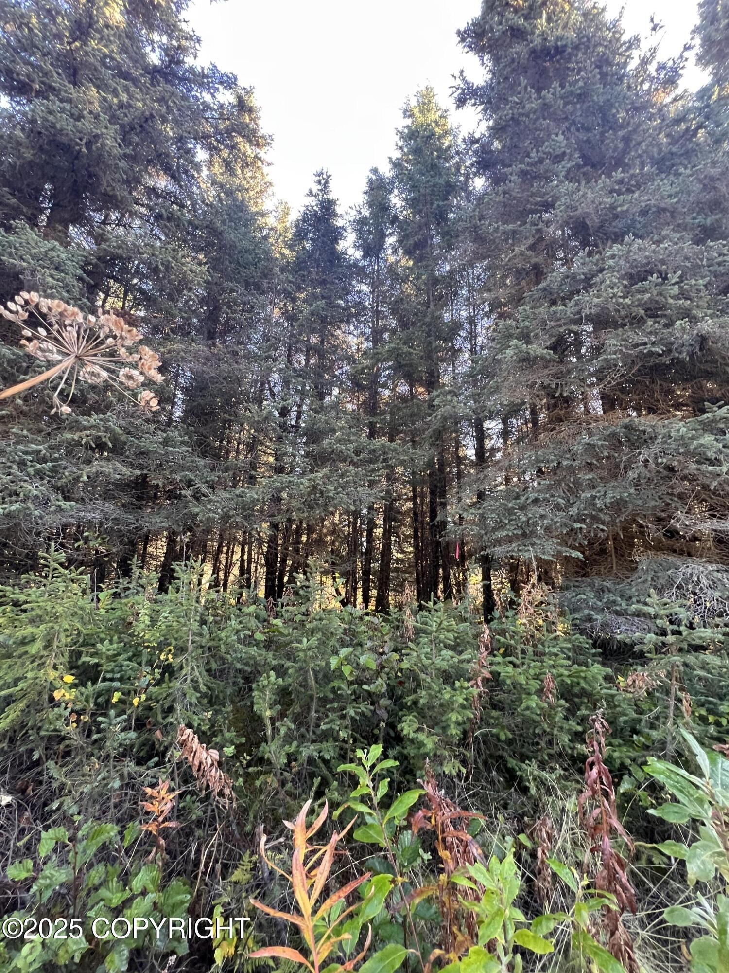 L8 Shegota Loop