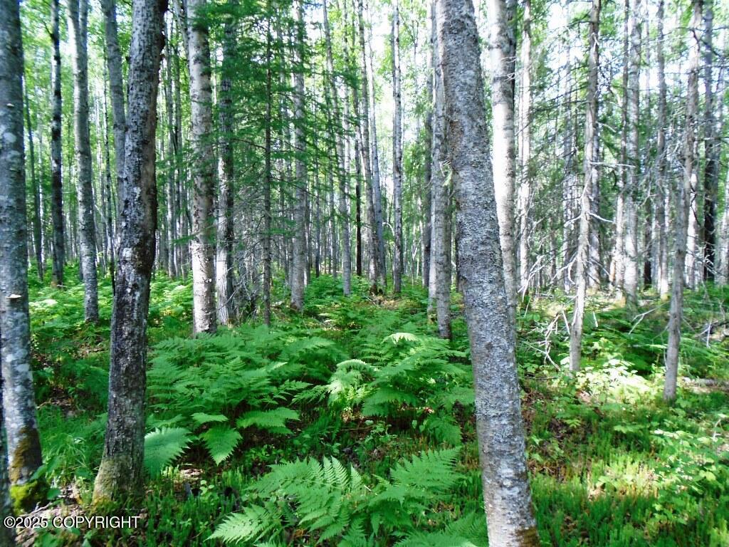 Tr D Mile 93 Parks Highway Property Photo 9