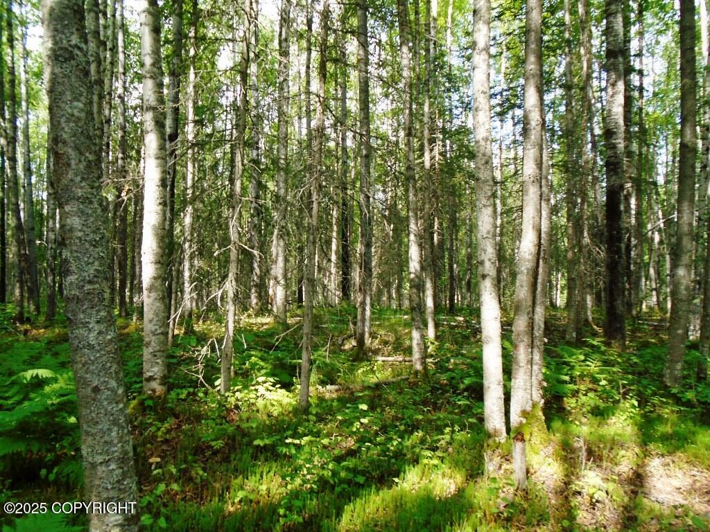 Tr D Mile 93 Parks Highway Property Photo 10