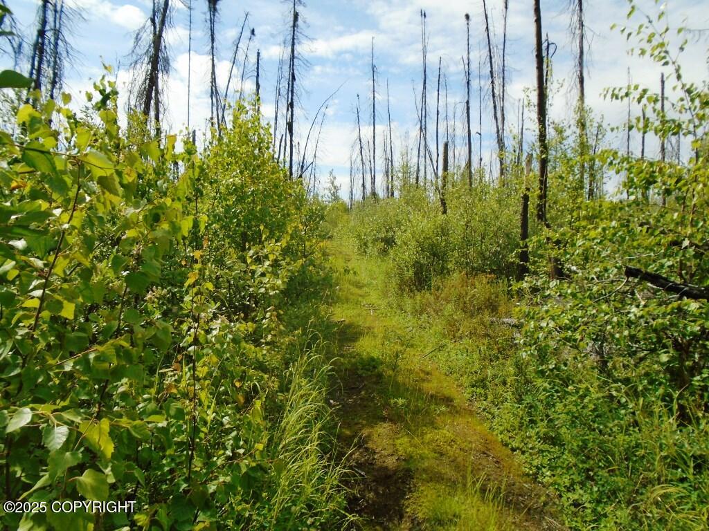 Mile 72 Parks Highway Property Photo 3