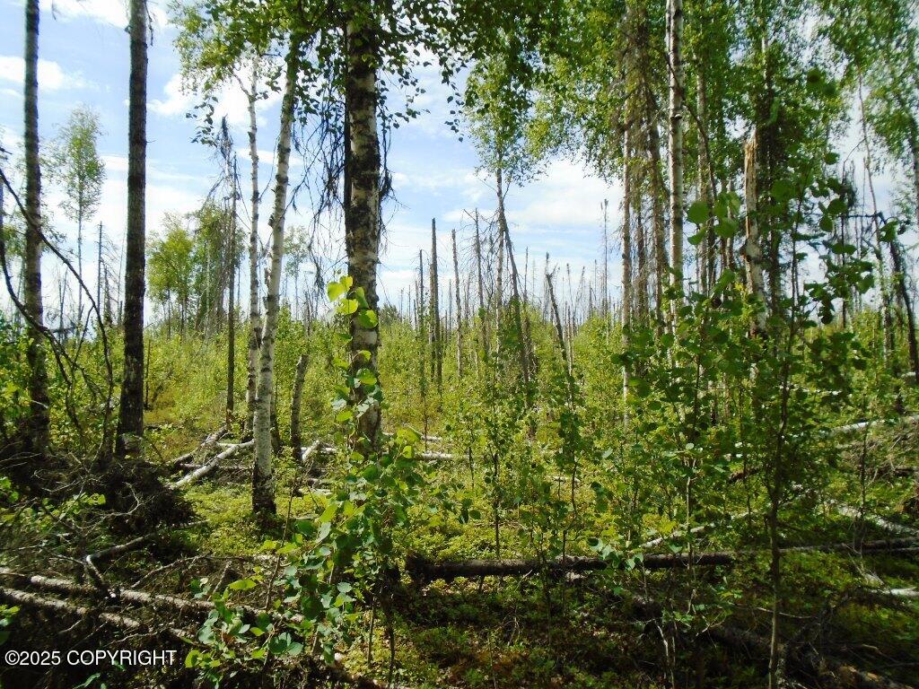 Mile 72 Parks Highway Property Photo 5