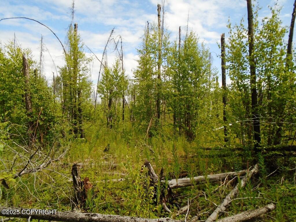 Mile 72 Parks Highway Property Photo 11