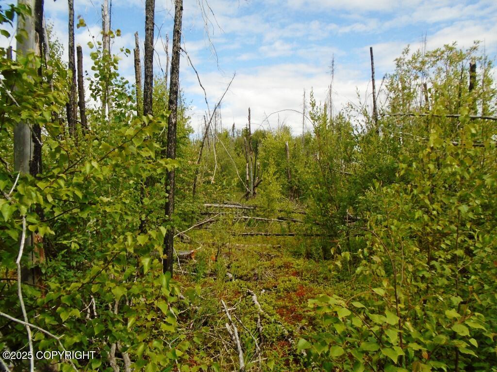 Mile 72 Parks Highway Property Photo 12