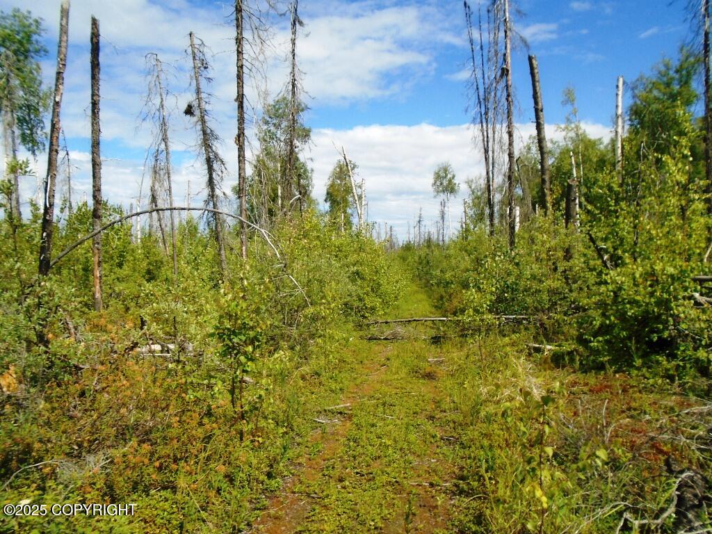 Mile 72 Parks Highway Property Photo 13