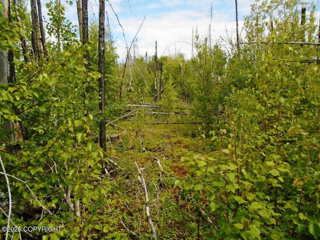 Mile 72 Parks Highway Property Photo 14