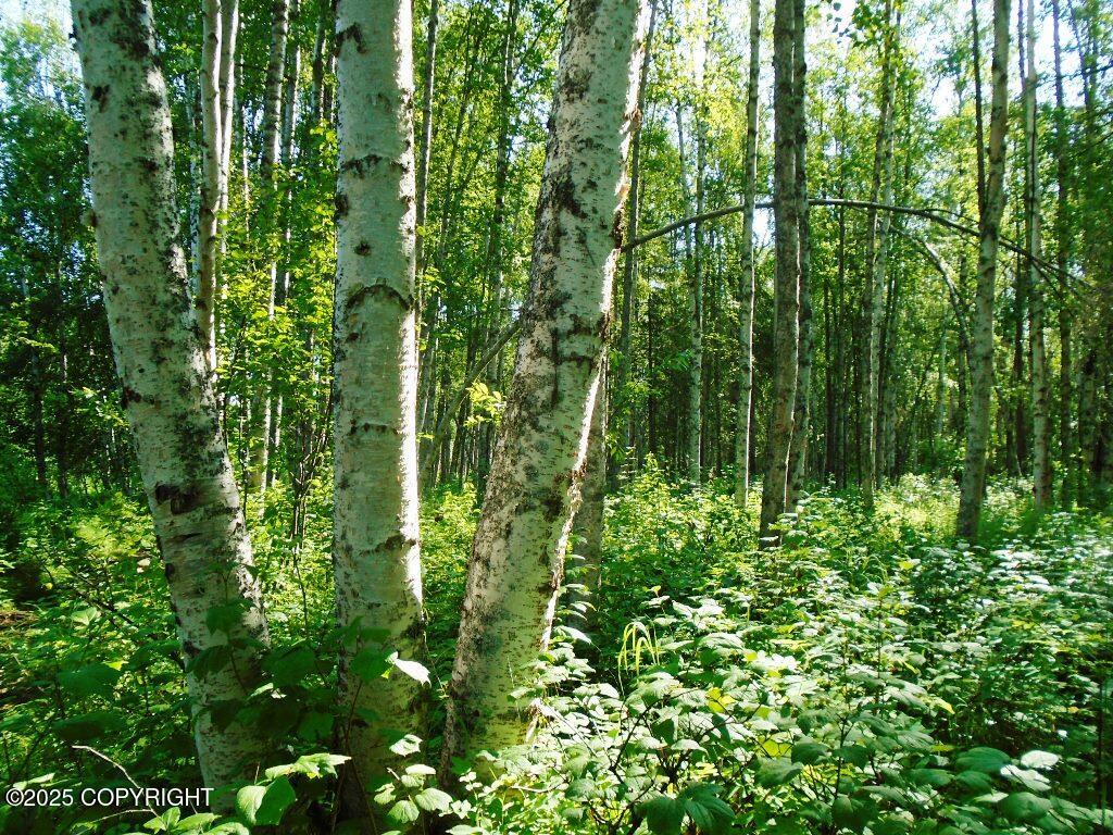 Tr G W Parks Highway Property Photo 5