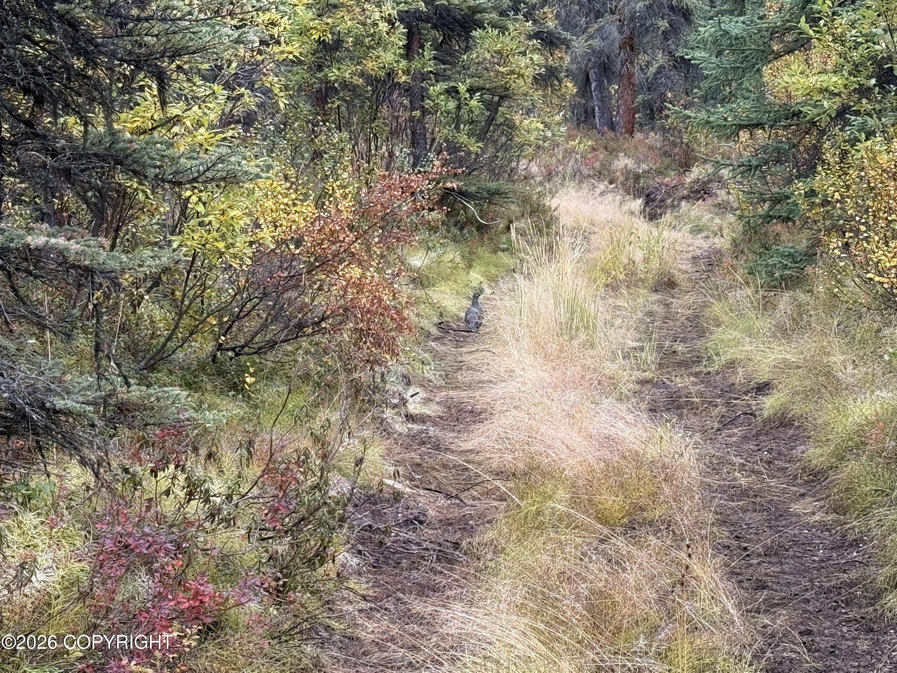 0341 Plus Trail Only Suslositna Creek Trail Property Photo 43