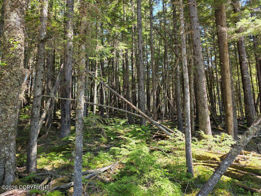 Lot 36 Martin Avenue Property Photo 4