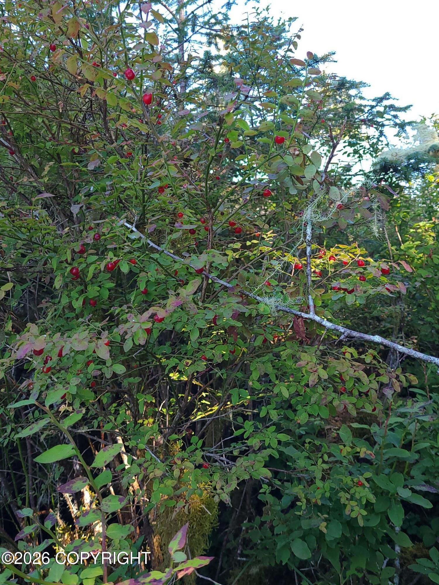 Lot 12 Wrangell Narrows Property Photo 8