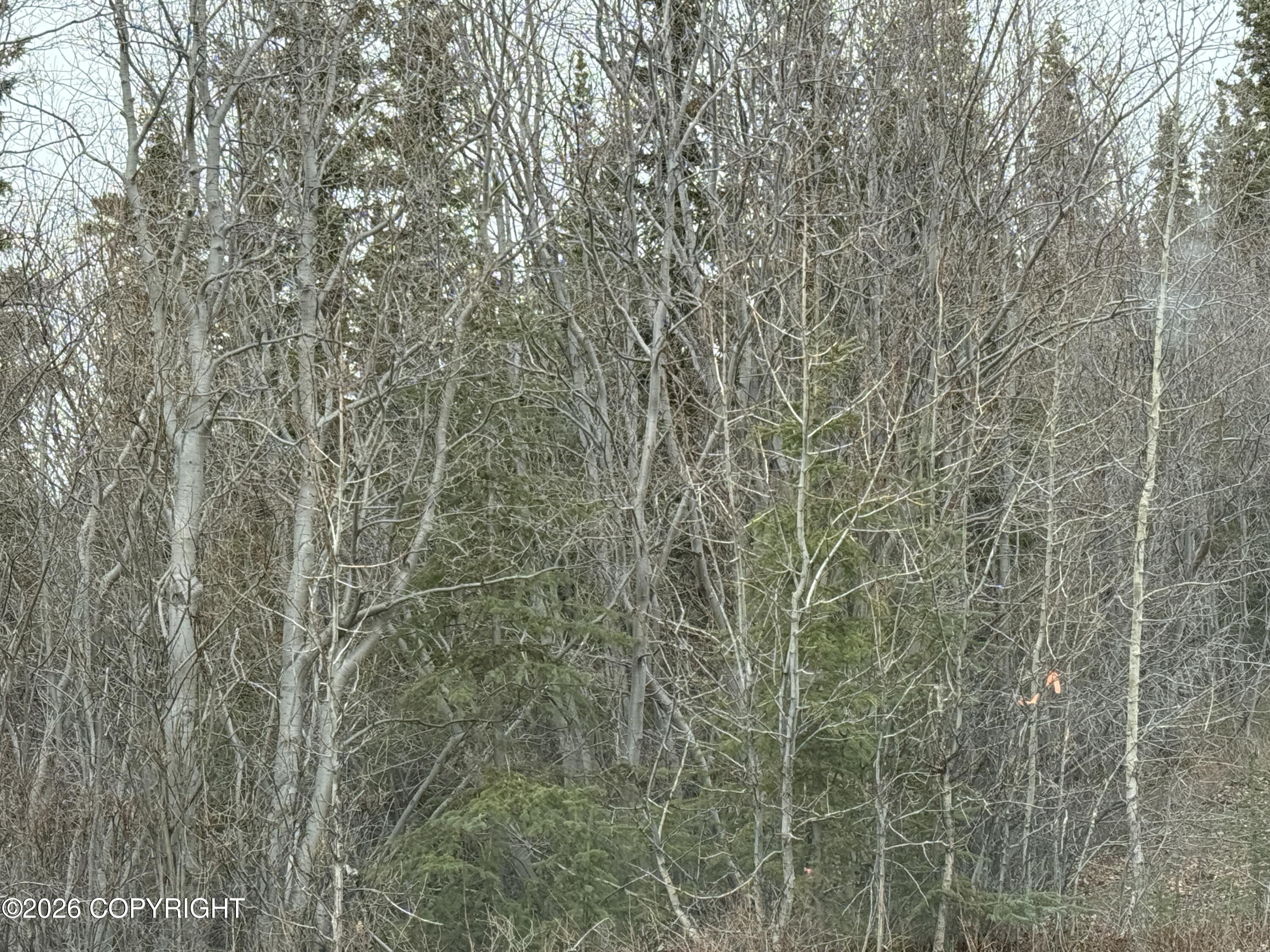 Mi 165 Glenn Highway Property Photo 4