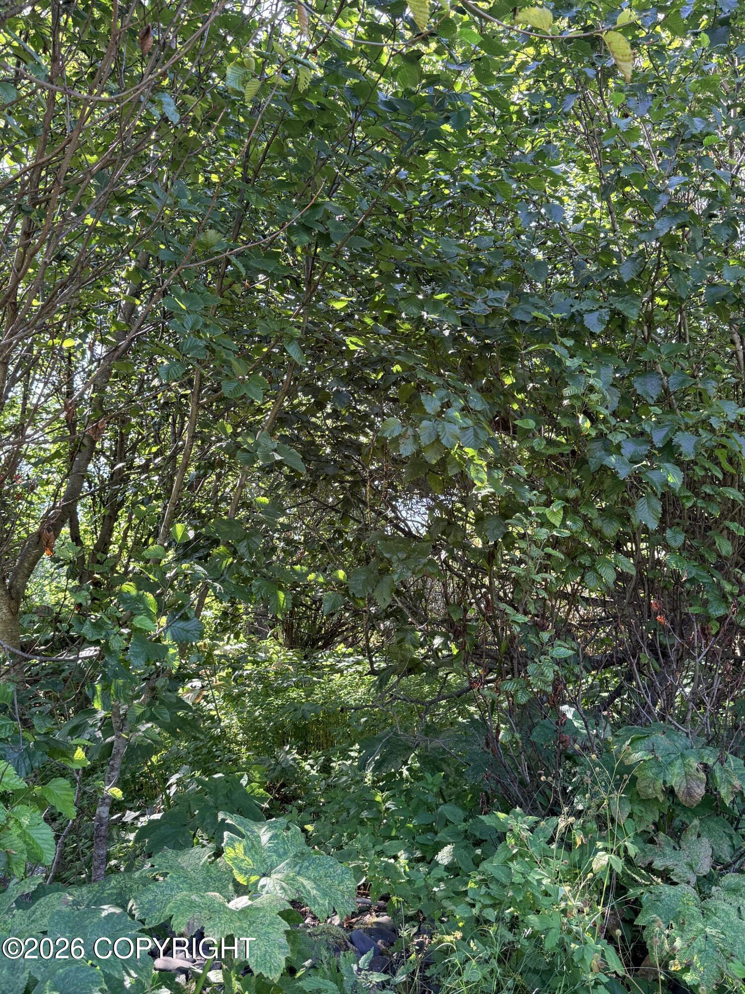 2419 Judy Rebecca Court Property Photo 9
